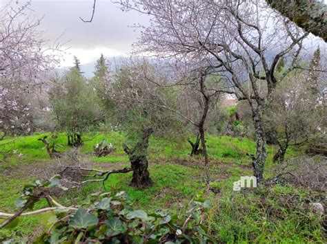 Fincas Y Parcelas Rusticas En Venta En Benaocaz C Diz Granmanzana