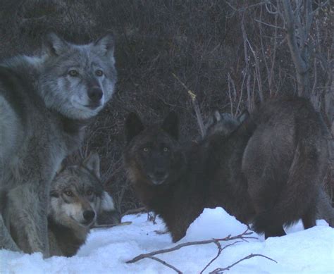 Denali Wolf Documentary Alaska Wildlife Alliance Awa