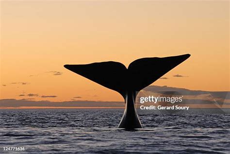 1,021 Whale Sunset Stock Photos, High-Res Pictures, and Images - Getty ...