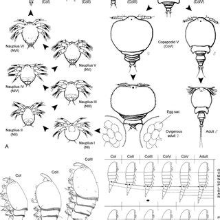 9 Life cycles of parasitic copepods. A: drawing of the two-host life ...