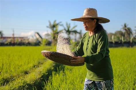 Ways To Support Filipino Farmers During—and Beyond—the National Rice