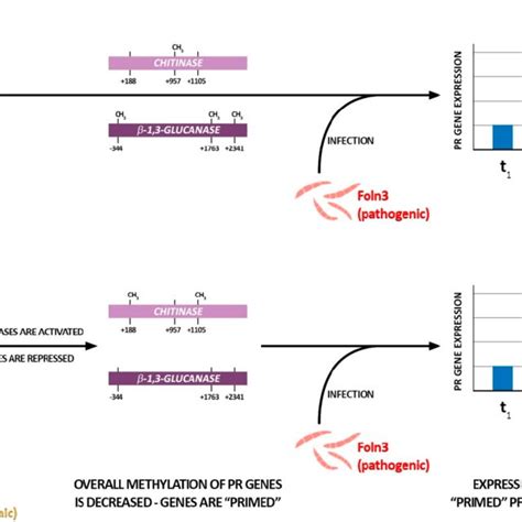 Hypothetical Model Of Priming Induced By Non Pathogenic Fusarium Download Scientific Diagram