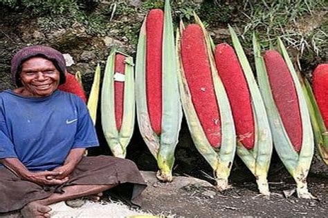 Buah Ini Mampu Sembuhkan Hiv Aids Simak Manfaat Lainnya Genpi Co Banten