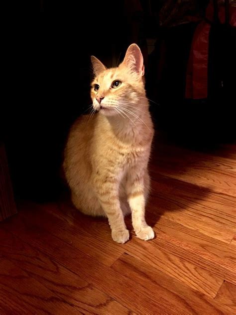 My Cat Amber Photo By Manny Elenes Light And Shadow Kitty Ambercat Orange Tabby Orange