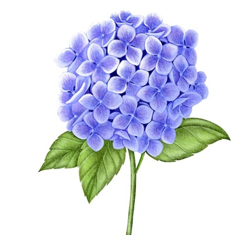 Premium Vector Purple Hydrangea Flower Watercolor Paint