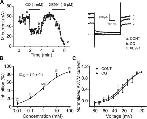 Frontiers Inhibition Of M Kv Currents Contributes To Chloroquine