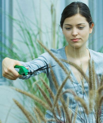 How to trim ornamental grasses: when and how to prune them | Gardeningetc