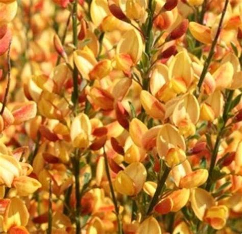 Edelginster Apricot Cytisus Scoparius Apricot Gem