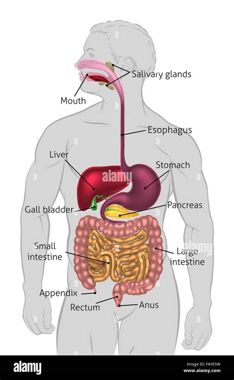 Das Menschliche Verdauungssystem Verdauungstrakt Oder Verdauungskanal Mit Etiketten