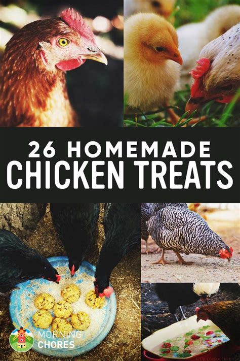 Homemade Healthy Chicken Treats Recipes Your Chickens Will Love