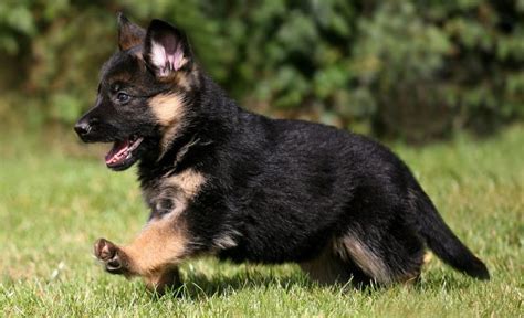 How to Check for Pure German Shepherd Dog Breeds - Buxvertise