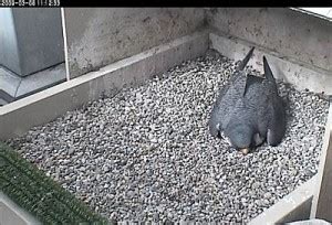 Nesting: Why Is She Eating Rocks? | Outside My Window