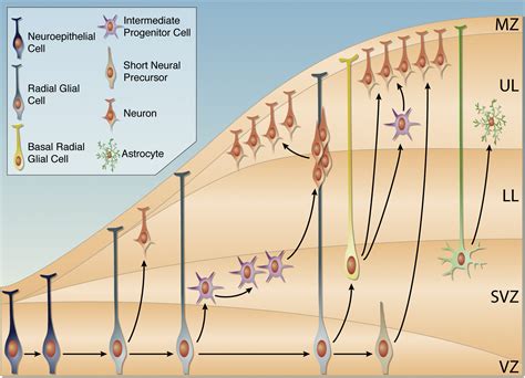 Shaping Our Minds Stem And Progenitor Cell Diversity In The Mammalian