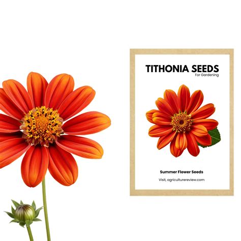 Buy Tithonia Torch Red Flower Seeds - Agriculture Review