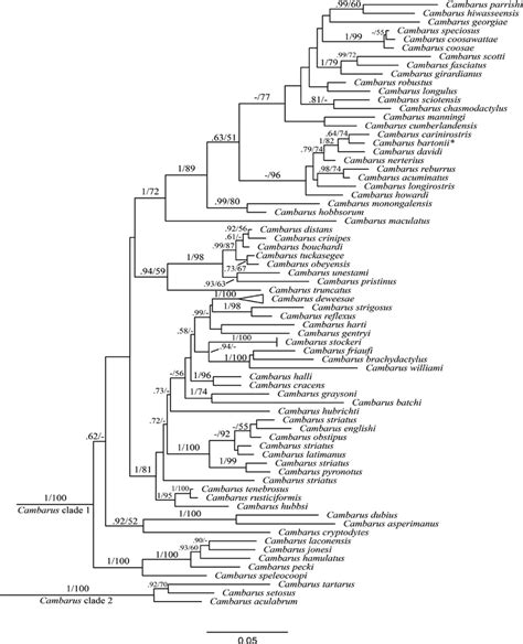 Phylogram Showing Maximum Likelihood Tree Of The Paraphyletic Genus