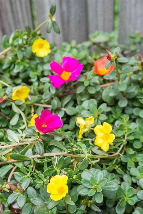 How To Grow And Care For Moss Rose Rose Plant Care Moss Rose