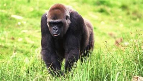 Gorilla Diet | Animals - mom.me