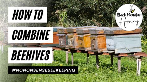 How To Unite Beehives How To Combine Beehives Merging Bees For