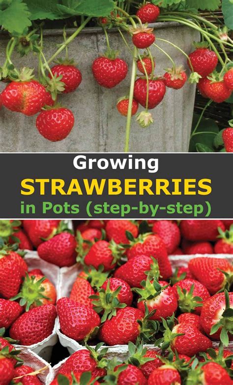 Strawberry Plant Care Potted Strawberry Plants Strawberry Planters