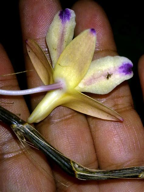 Wild Orchids In Sumatra Anisopetala Sanguinolenta Lindl M A Clem