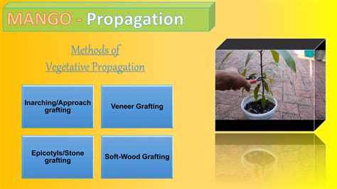 Mango Cultivation Practices PPT