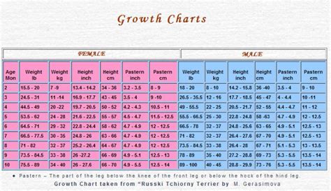 Golden Retriever Weight Chart Female Gimera