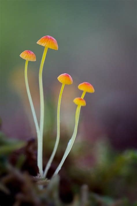 Rare Mushroom Photos Reveal The Visual Diversity Of Fungi Artofit