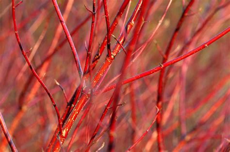 12 Colorful Shrubs For Year Round Color