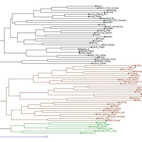 Dendrogram Showing The Grouping Of Rice Accessions Amplified Using