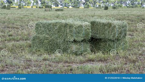 Square Bales Of Alfalfa Hay For Cattle Are Lying On The Field Stock