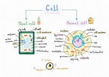 Biology Cell structure by Daisy Lab | TPT