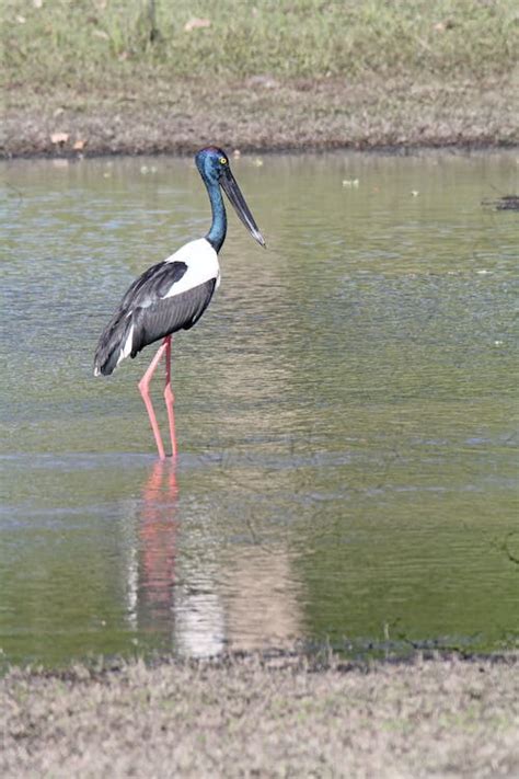 Photograph of a Black-Necked Stork · Free Stock Photo