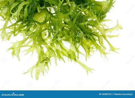 Edible Seaweed Salad Stock Photos - Image: 26388723