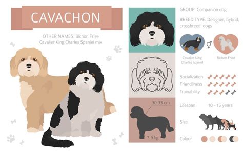 Cavachon