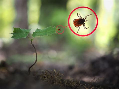 Naturalny Oprysk Na Kleszcze W Ogrodzie Spos B Przygotowania Krok Po