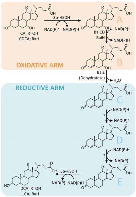 Figure S1 Proposed Pathway Involved In The Synthesis Of Secondary Bile Download Scientific