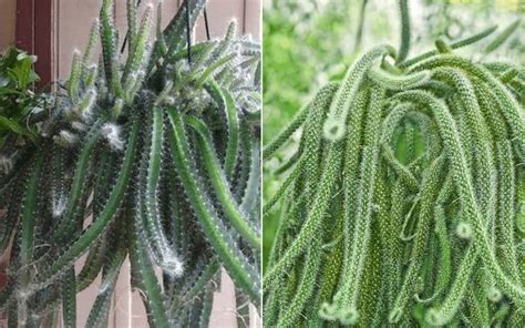 Dog Tail Cactus Vs Rat Tail Cactus: Key Differences