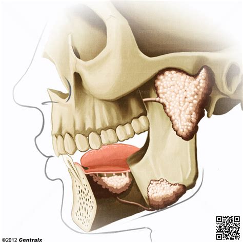 Glándulas Salivales Atlas de Anatomía del Cuerpo Humano Centralx