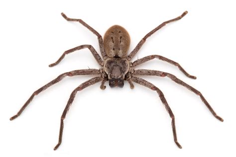 Are all spiders venomous? - Spidentify