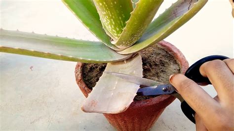 Cutting Aloe Vera Plant How To Ensure Regrowth Planthd