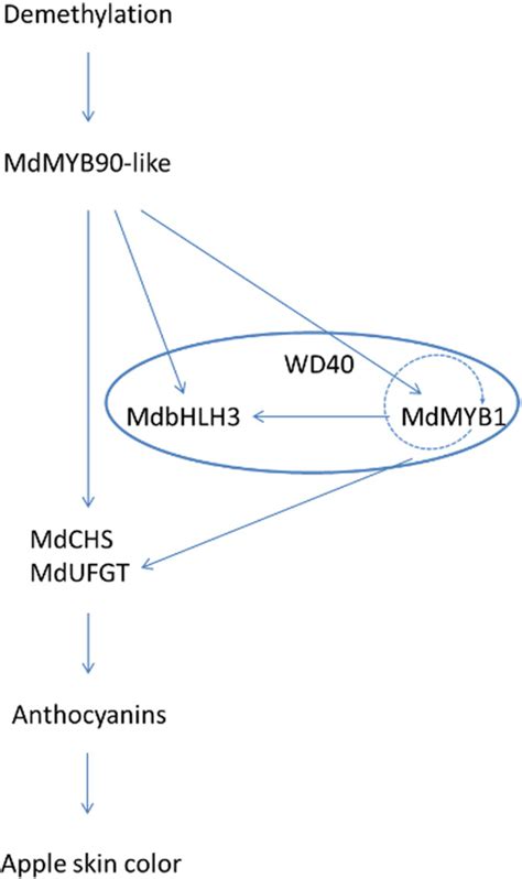 The R2r3 Type Myb Transcription Factor Mdmyb90 Like Is Responsible For