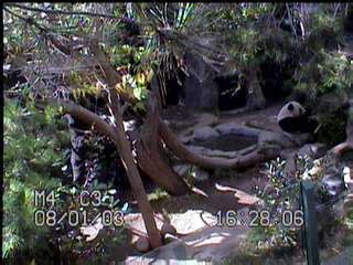 Images captured from the San Diego Zoo Panda Cam website: