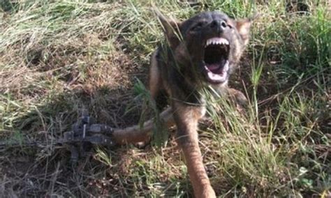 Australian Horror Movie The Pack Based On Real Life Wild Dog Attacks In