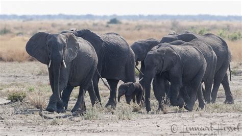 The Elephant herd | Lensman - Lennart Hessel Photography