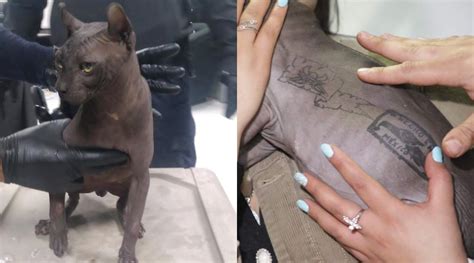 El gato rescatado del Cereso 3 de Juárez era del Neto fue tatuado