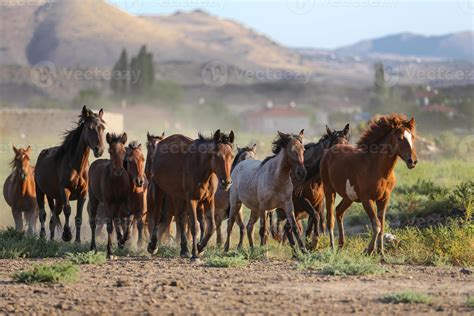 Yilki Horses Running In Field Kayseri Turkey 8689644 Stock Photo At