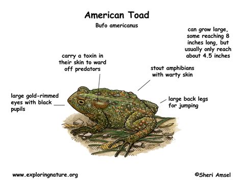 Toad American