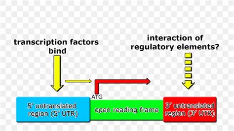 What Is Open Reading Frame In Dna Webframes Org