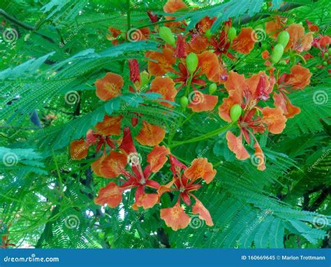 Blooming Royal Poinciana Tree Stock Image Image Of Panorama