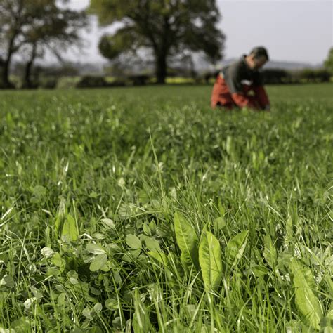 How To Sow Multi Species Swards Germinal